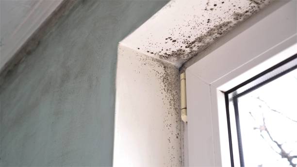 Best Residential Mold Removal  in West Berlin, NJ