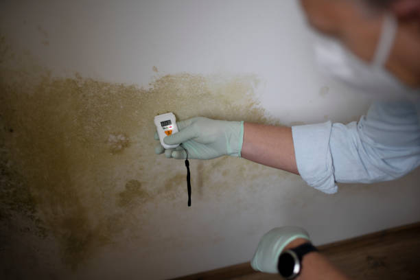 Best Certified Mold Removal  in West Berlin, NJ