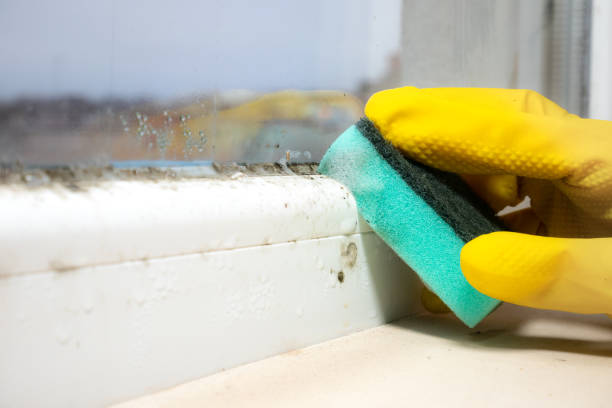 Best Attic Mold Removal  in West Berlin, NJ