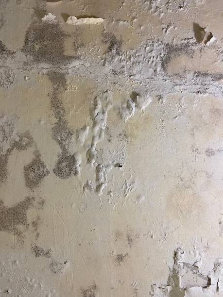 Best Toxic Mold Removal  in West Berlin, NJ